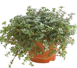 Kanonierblume - Pilea glauca