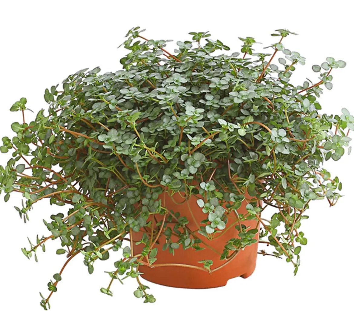 Kanonierblume - Pilea glauca