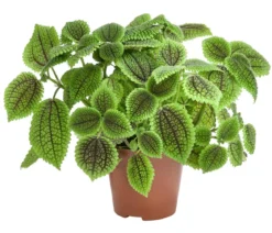 Kanonierblume - Pilea involucrata 'Moon Valley'