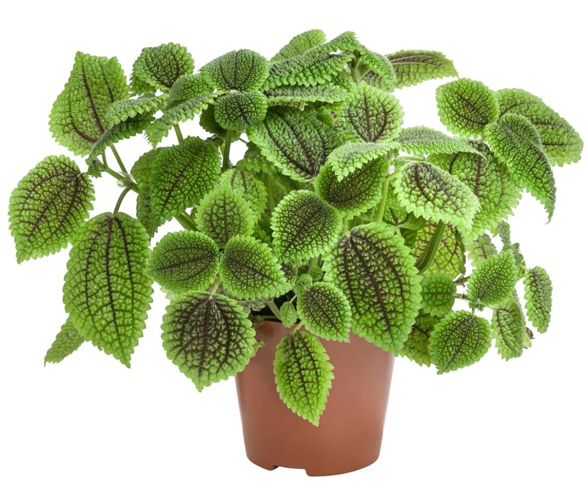 Kanonierblume - Pilea involucrata 'Moon Valley'