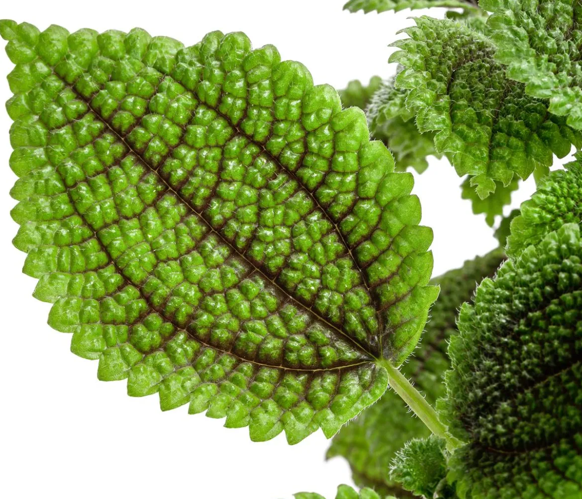 Kanonierblume - Pilea involucrata 'Moon Valley'