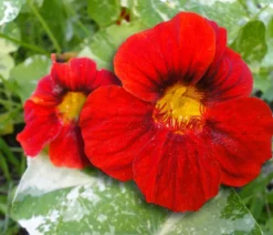 Kapuzinerkresse 'Alaska Mix'
