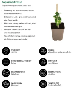 Kapuzinerkresse 'Alaska Mix'
