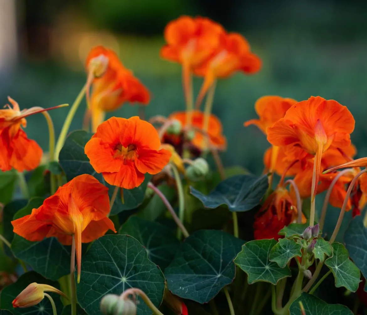 Kapuzinerkresse 'Whirlybird Tangerine'