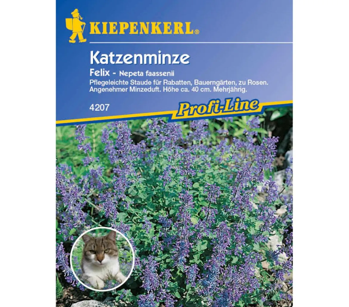 Katzenminze Felix, Saatgut von Kiepenkerl