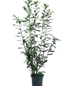 Kaukasischer Kirschlorbeer 'Caucasica'