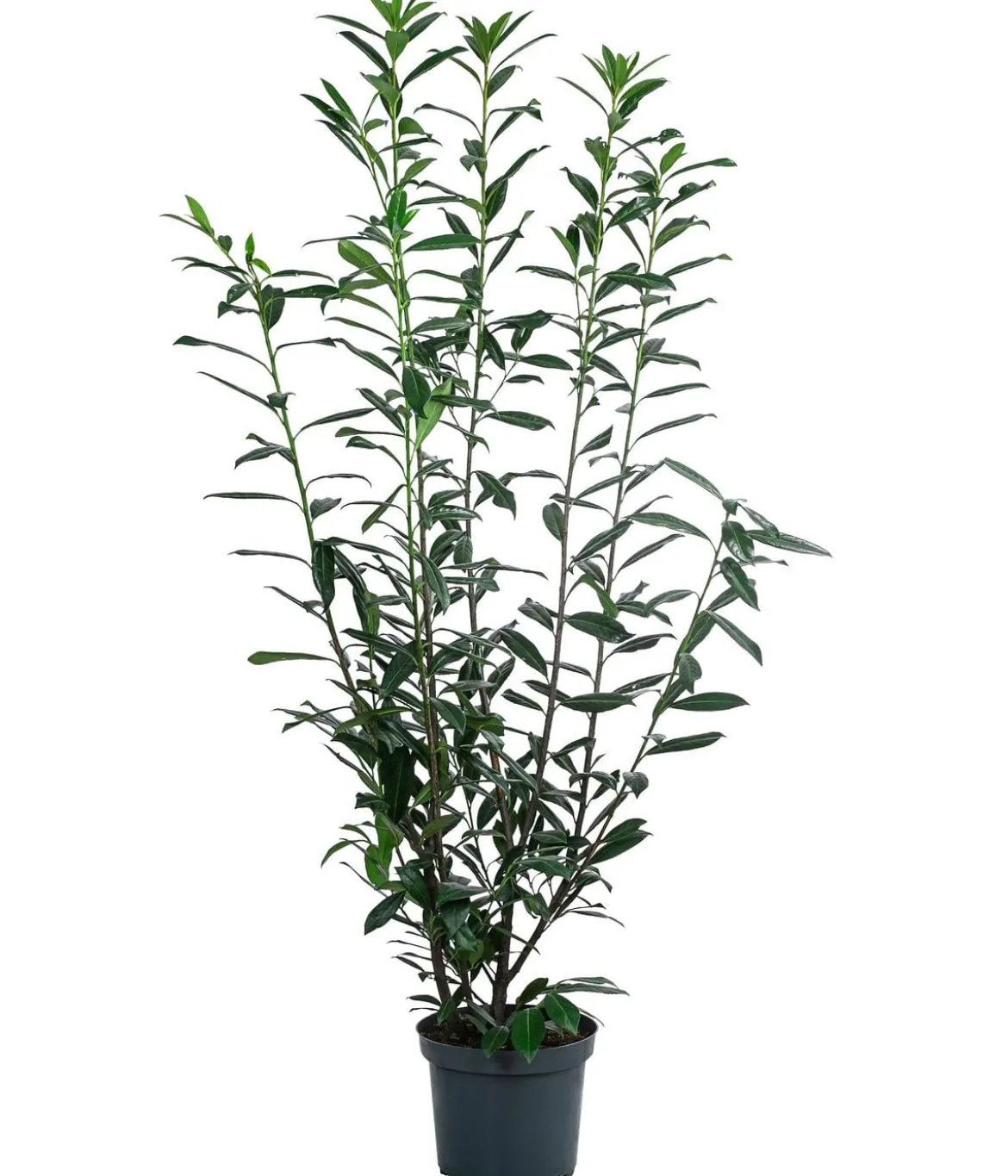 Kaukasischer Kirschlorbeer 'Caucasica'