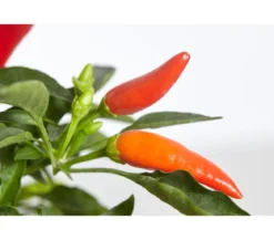 Küchenchili, mild-scharf