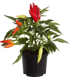 Küchenchili, mild-scharf