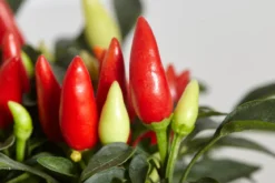 Küchenchili, scharf