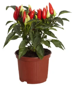Küchenchili, scharf