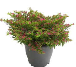 Köcherblümchen, Busch, verschiedene Farben