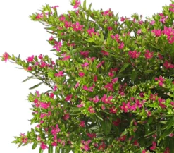Köcherblümchen, Busch, verschiedene Farben