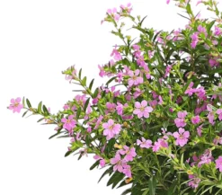 Köcherblümchen, Busch, verschiedene Farben