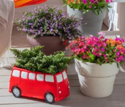 Köcherblümchen, Busch, verschiedene Farben