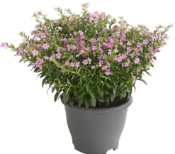 Köcherblümchen, Busch, verschiedene Farben