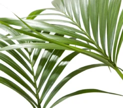 Kentiapalme - Howea forsteriana