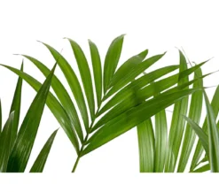 Kentiapalme, Howea forsteriana, Hydrokultur