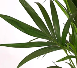 Kentiapalme, Howea forsteriana, Hydrokultur