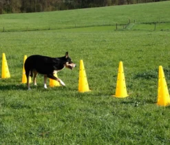 KERBL Hundespielzeug Agility Pylonen-Hürden Set