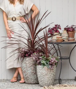 Keulenlilie - Cordyline australis