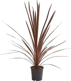 Keulenlilie - Cordyline australis