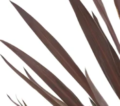 Keulenlilie - Cordyline australis