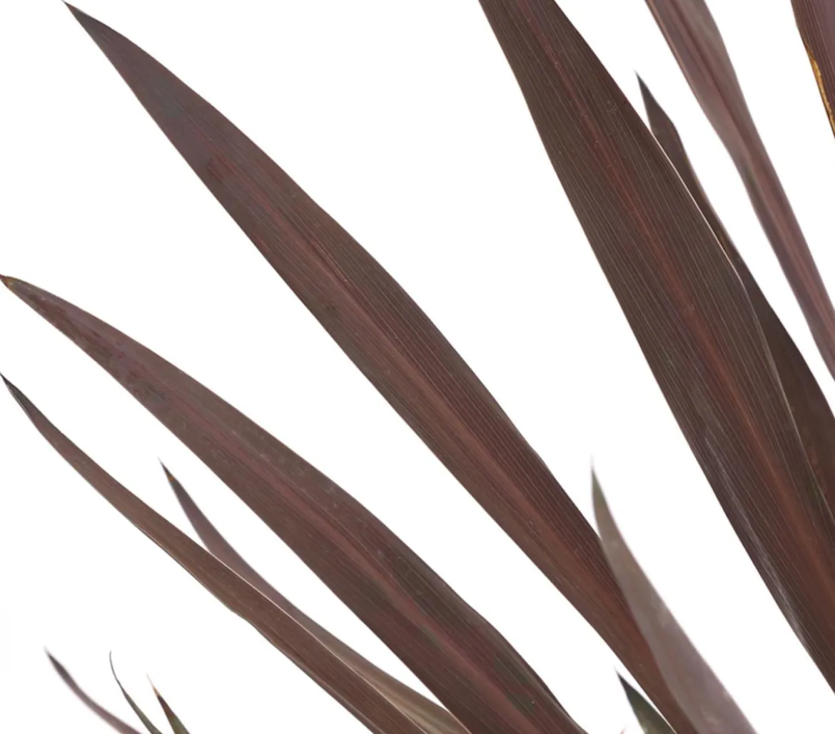 Keulenlilie - Cordyline australis