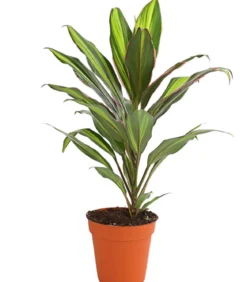 Keulenlilie - Cordyline cultivars, verschiedene Sorten