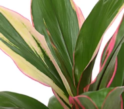 Keulenlilie - Cordyline cultivars, verschiedene Sorten