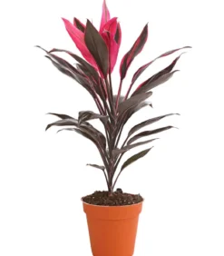 Keulenlilie - Cordyline cultivars, verschiedene Sorten