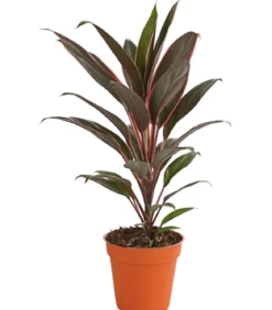 Keulenlilie - Cordyline cultivars, verschiedene Sorten