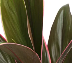 Keulenlilie - Cordyline cultivars, verschiedene Sorten