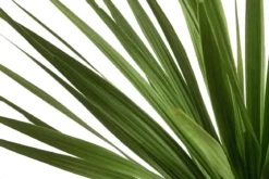 Keulenlilie - Dracaena indivisa