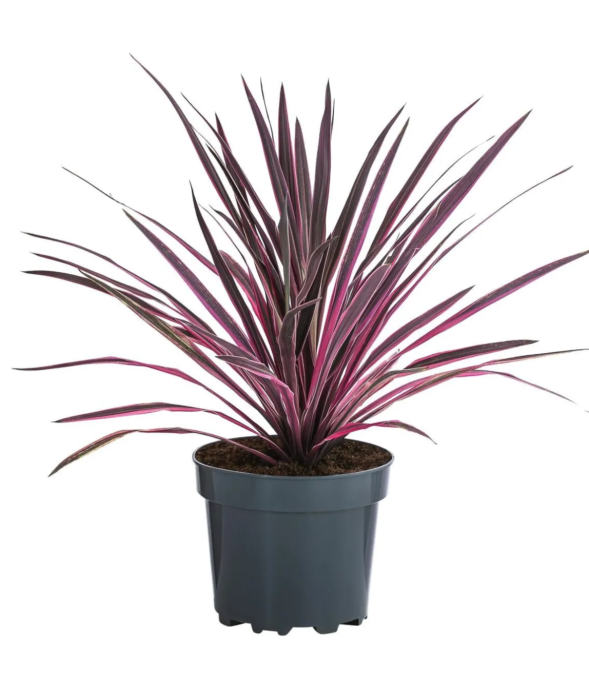 Keulenlilie 'Paso Doble'