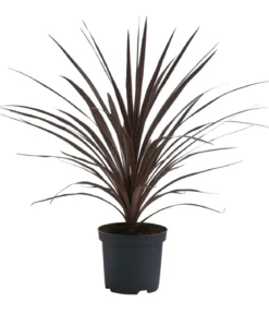 Keulenlilie 'Red Star'