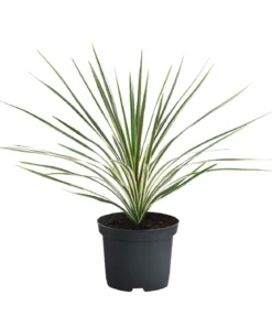 Keulenlilie 'Torbay Dazzler'