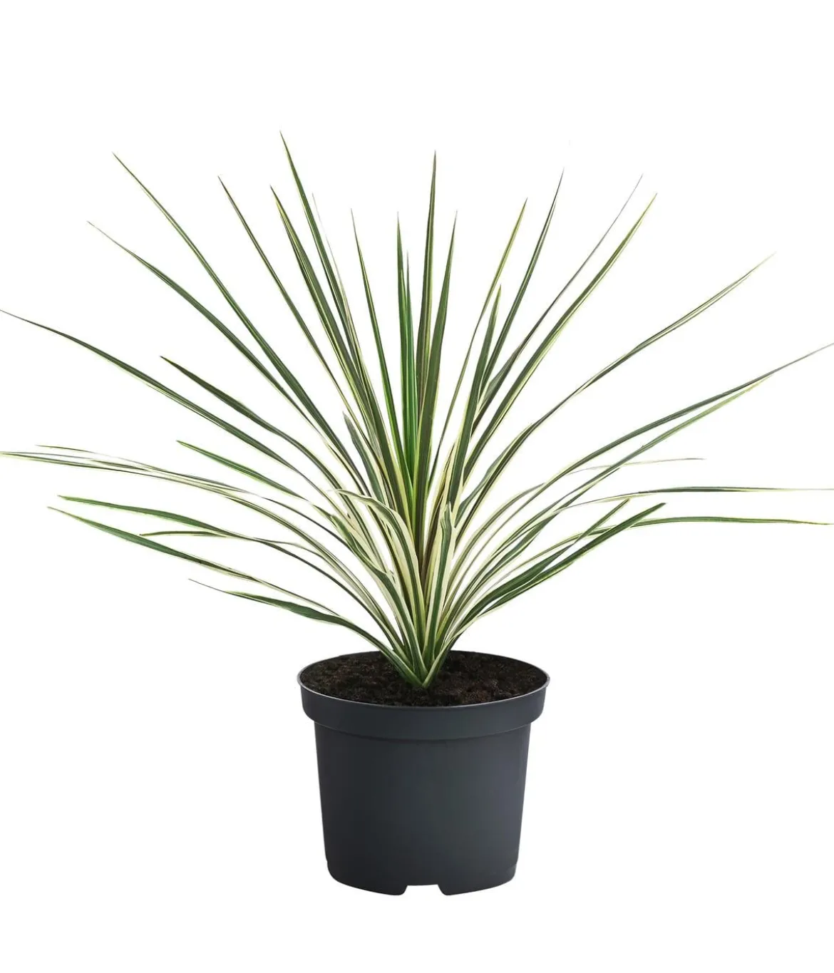 Keulenlilie 'Torbay Dazzler'