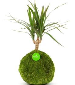 Kibonu Drachenbaum - Dracaena 'Galaxia'