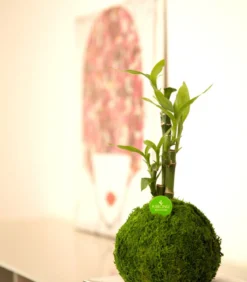 Kibonu Glücksbambus - Dracaena sanderiana 'Bamboo'