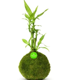 Kibonu Glücksbambus - Dracaena sanderiana 'Bamboo'
