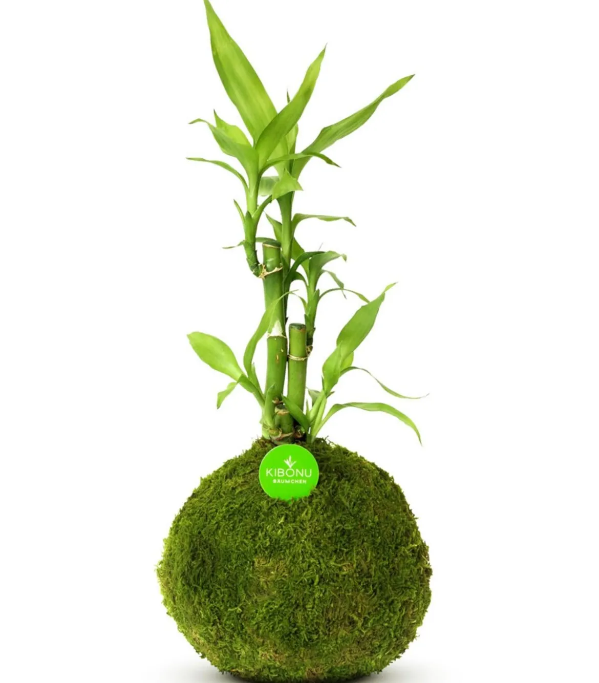 Kibonu Glücksbambus - Dracaena sanderiana 'Bamboo'