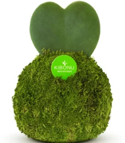 Kibonu Herzblattpflanze - Hoya kerrii 'Poppy'
