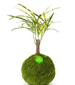 Kibonu Wunderstrauch - Codiaeum variegatum 'Soley'