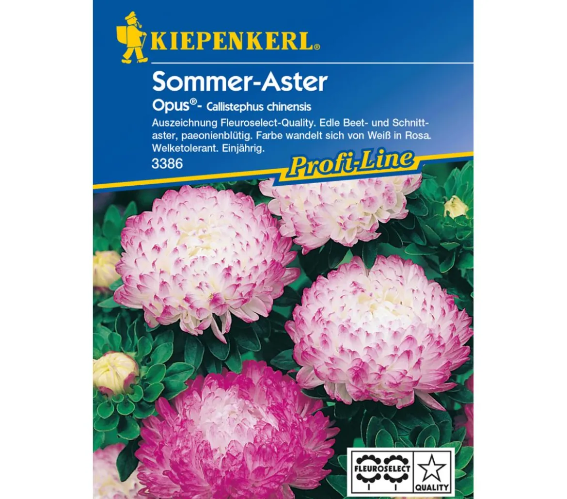 Kiepenkerl Saatgut Sommer-Aster 'Opus'