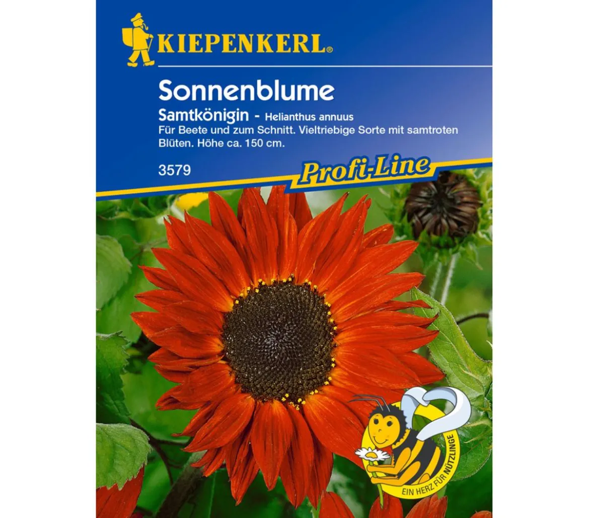 Kiepenkerl Saatgut Sonnenblume 'Samtkönigin'