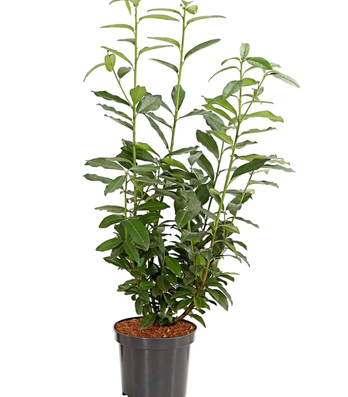 Kirschlorbeer 'Genolia'