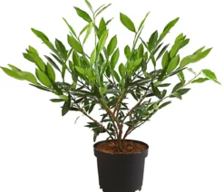 Kirschlorbeer 'Otto Luyken'