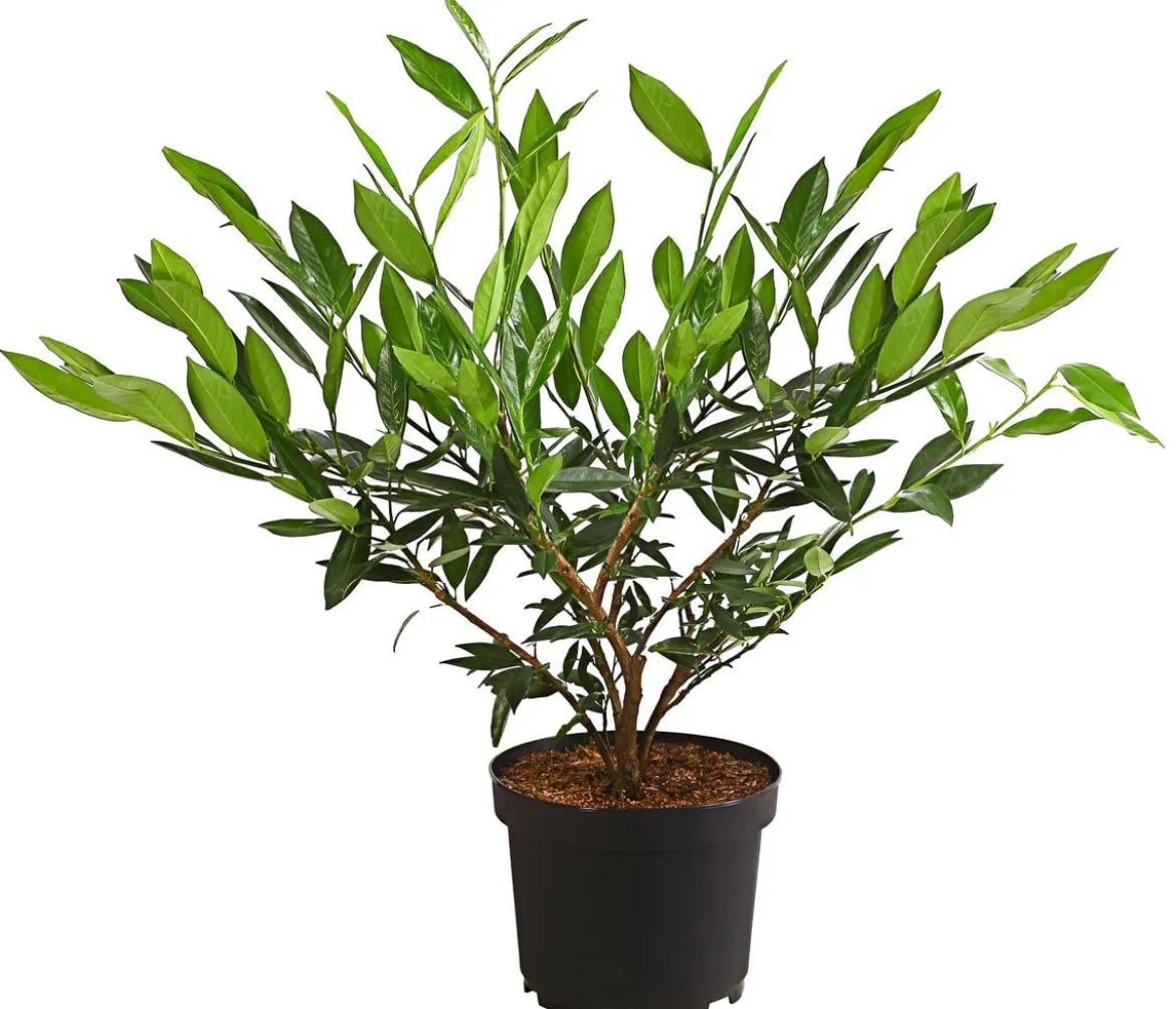Kirschlorbeer 'Otto Luyken'