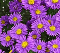 Kissen-Aster 'Sapphir®'